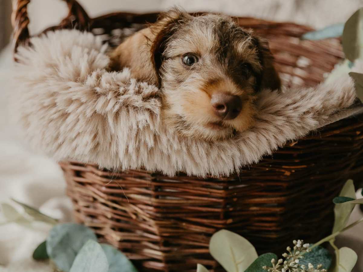 Dachshund: Intelligenter und loyaler&nbsp;Begleiter