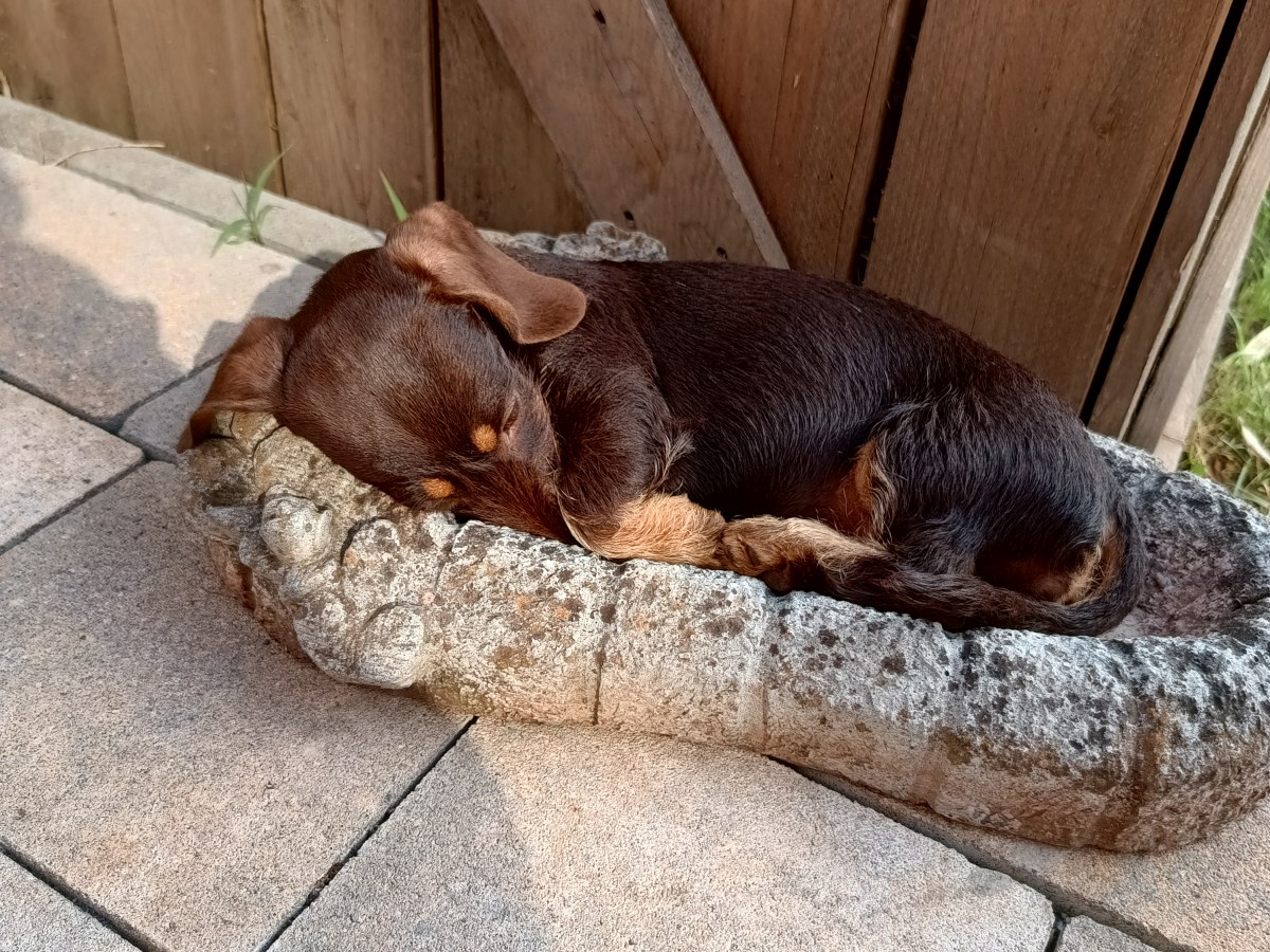 Merle-Gen und Gesundheit: Risiken&nbsp;vermeiden
