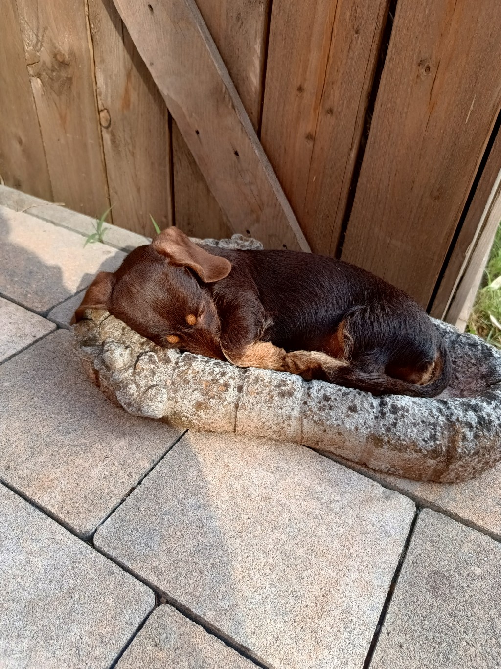 Merle-Gen und Gesundheit: Risiken&nbsp;vermeiden